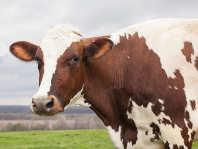 A brown and white cow standing in a field