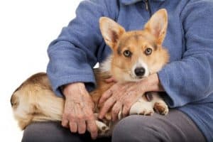 Best Lap Dogs For Seniors List