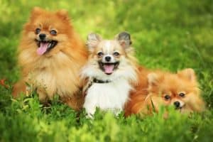 11 Most Cutest and Adorable Small Fluffy Canines