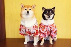 All japanese dog breeds list
