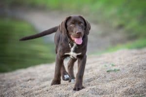 Brown labrador puppy