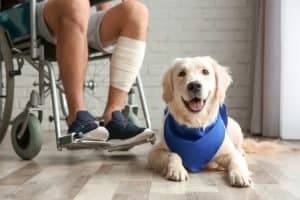 Best Dog For Anxiety,PTSD and Therapy