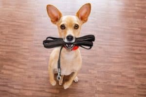 Cute dogs wants to train