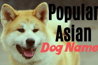 names for asian dogs
