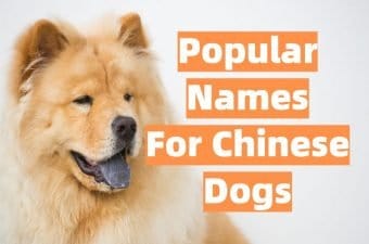 Popular Chinese Dog Names List