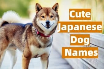 Japanese Dog Names and Meanings