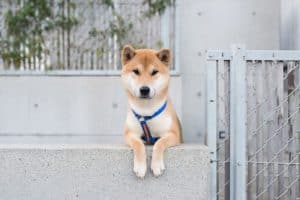 Famous Asian Dog Breeds (List)