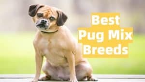 list of popular pug crossbreeds
